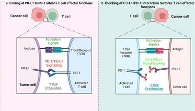 New molecular targets in Hodgkin and Reed-Sternberg cells